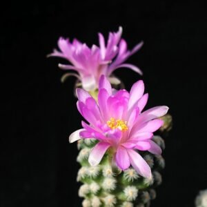Pink flowering Cochemiea theresae cactus plant with spines on stem.