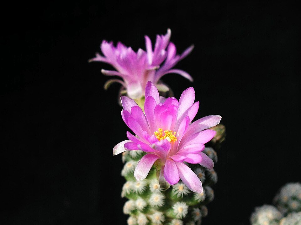 Pink flowering Cochemiea theresae cactus plant with spines on stem.