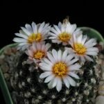 Pediocactus knowltonii cactus in pot with sharp thorns and green stem.