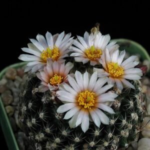 Pediocactus knowltonii cactus in pot with sharp thorns and green stem.
