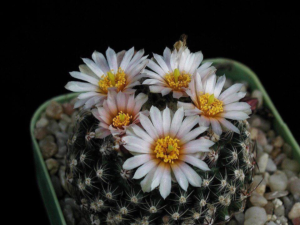 Pediocactus knowltonii cactus in pot with sharp thorns and green stem.