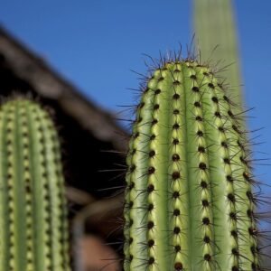 Stekelige cactus met lange naalden op kleigrond.