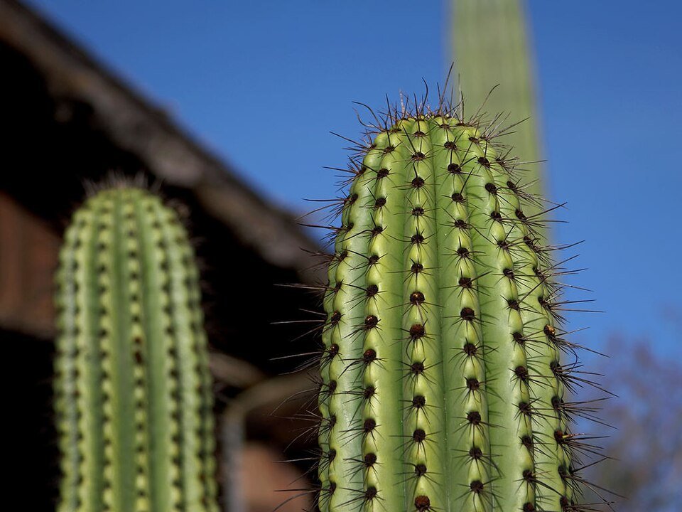 Stekelige cactus met lange naalden op kleigrond.