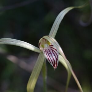 Caladenia elegans orchidee bloem in paars en wit, volle bloei.