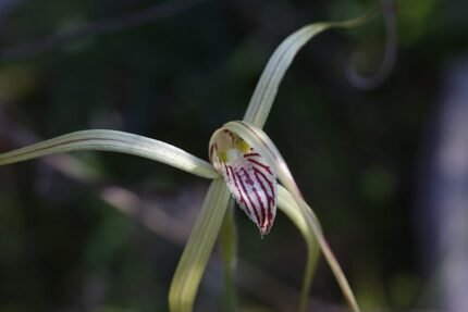 Caladenia elegans orchidee bloem in paars en wit, volle bloei.
