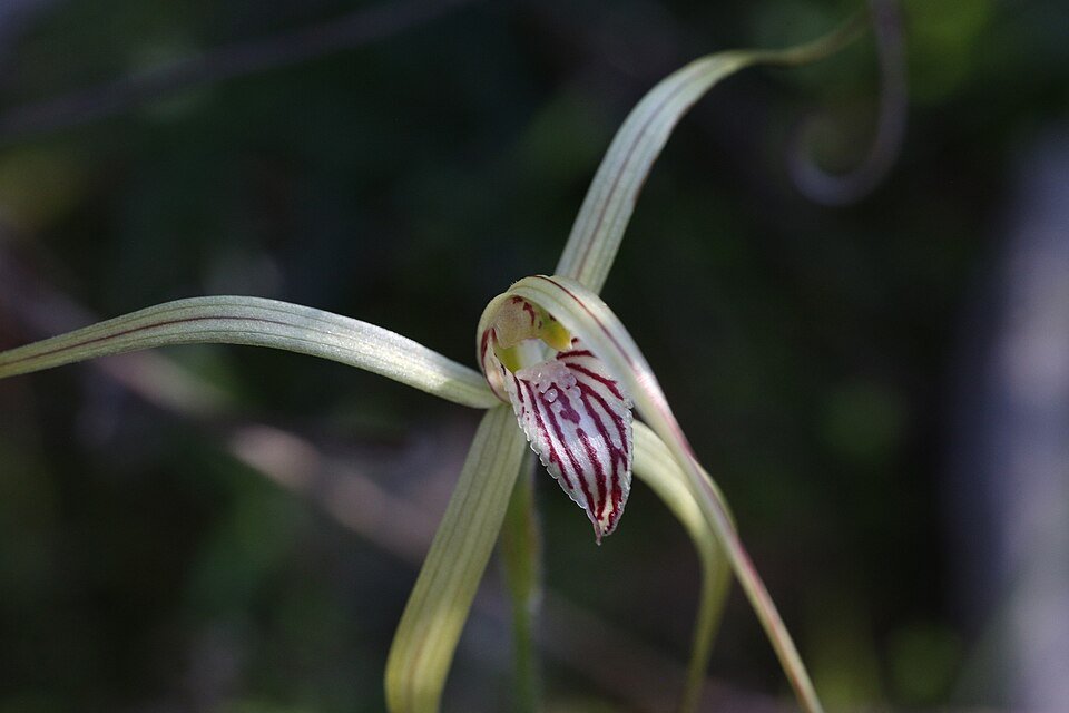 Caladenia elegans orchidee bloem in paars en wit, volle bloei.