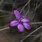 Close-up van Elythranthera orchidee met witte bloembladen en gele lip.
