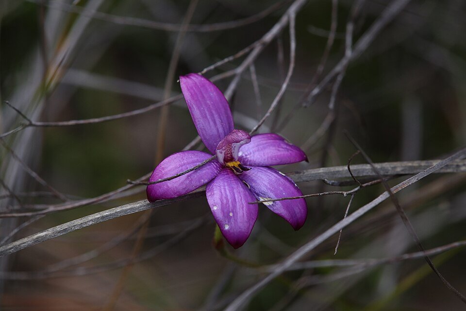 Close-up van Elythranthera orchidee met witte bloembladen en gele lip.
