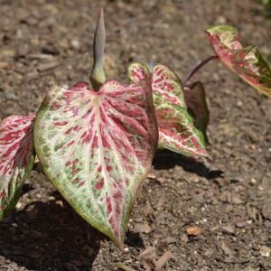 Caladium Candyland bladeren in verschillende tinten groen en roze.