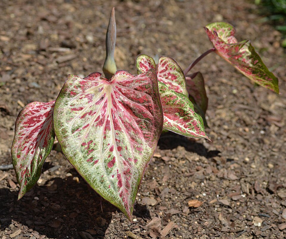 Caladium Candyland bladeren in verschillende tinten groen en roze.