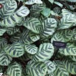 Goeppertia makoyana plant met ovale groene bladeren met donkere vlekken.