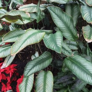 Calathea ornata plant with pink and green striped leaves.