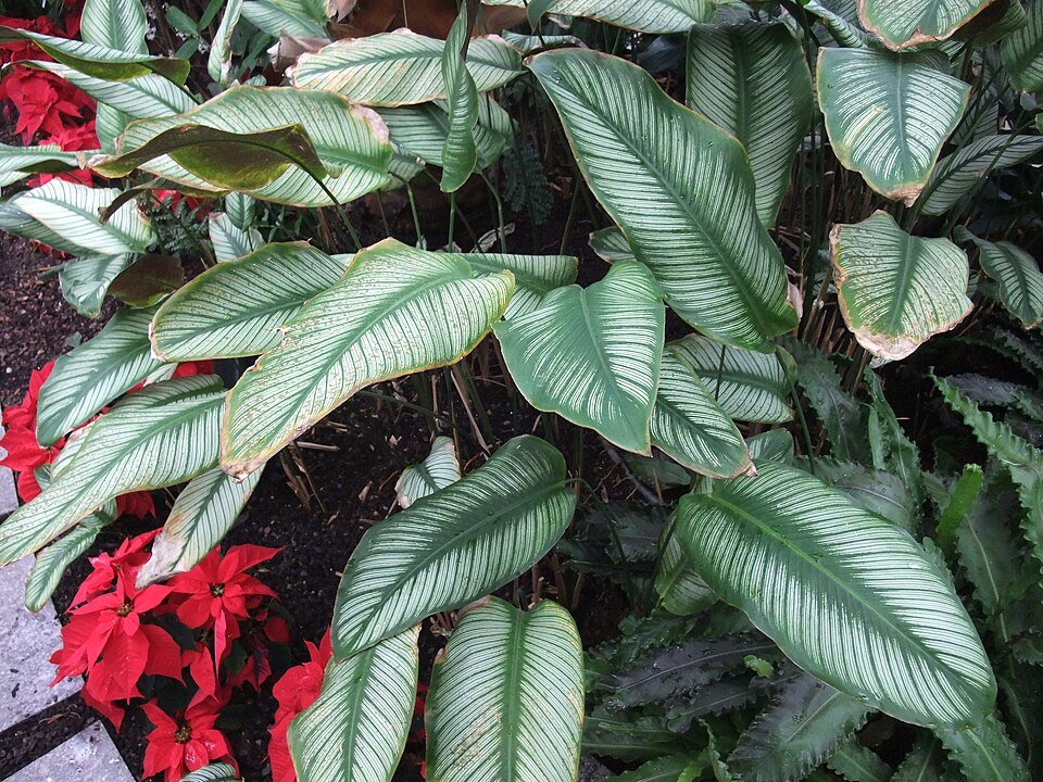 Calathea ornata plant with pink and green striped leaves.