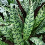 Goeppertia insignis plant with green lance-shaped leaves in a 960px image.