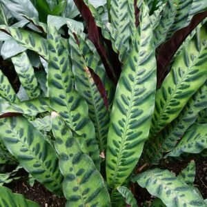 Goeppertia insignis plant with green lance-shaped leaves in a 960px image.