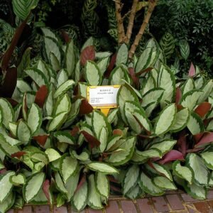 Calathea picturata met zilverachtige bladeren op een witte achtergrond.
