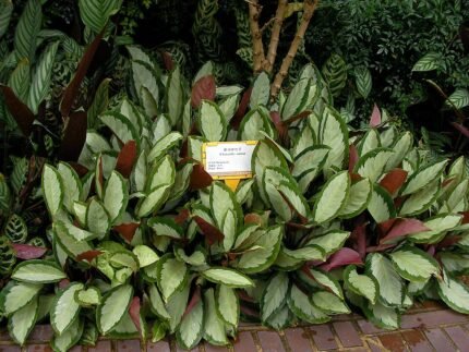 Calathea picturata met zilverachtige bladeren op een witte achtergrond.