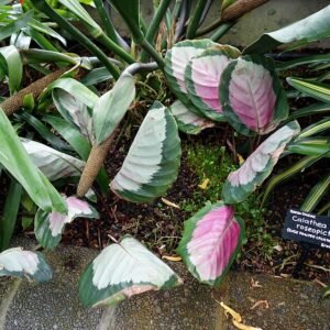 Calathea plant met groen gestreepte bladeren in botanische tuin.
