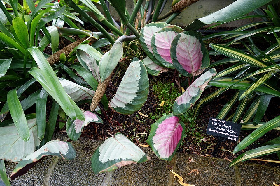 Calathea plant met groen gestreepte bladeren in botanische tuin.