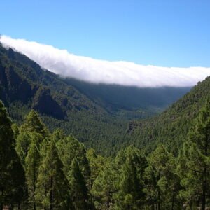 Canarische den op de achtergrond van Caldera de Taburiente, La Palma.