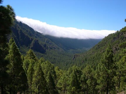 Canarische den op de achtergrond van Caldera de Taburiente, La Palma.