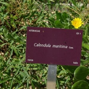 Calendula maritima bloemen in volle bloei bij Conservatoire botanique national de Brest.