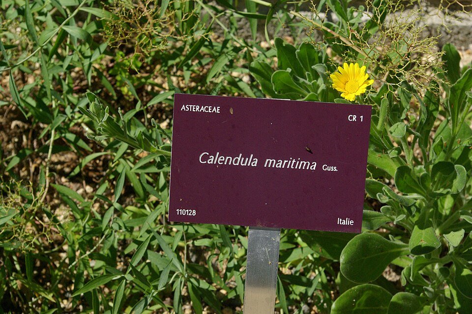 Calendula maritima bloemen in volle bloei bij Conservatoire botanique national de Brest.