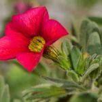 Rode Calibrachoa bloem op een zonnige dag.