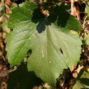 Californische wilde druif blad in natuurlijke omgeving.