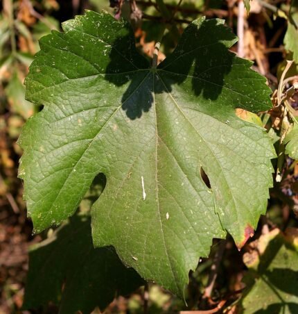 Californische wilde druif blad in natuurlijke omgeving.