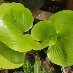 Witte Calla bloem in een natuurlijke omgeving.