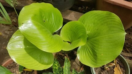 Witte Calla bloem in een natuurlijke omgeving.