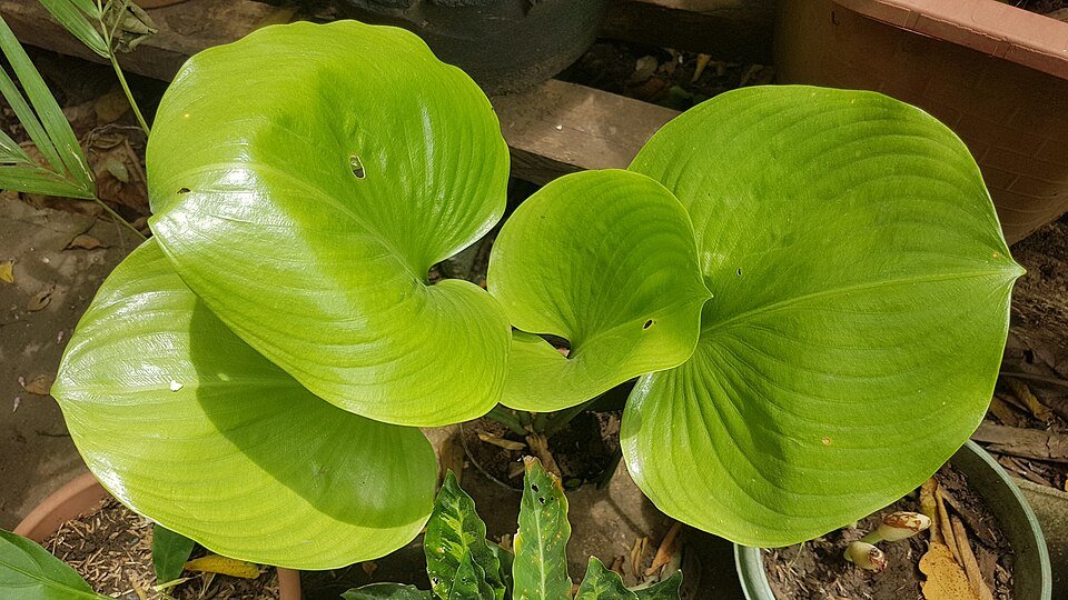 Witte Calla bloem in een natuurlijke omgeving.