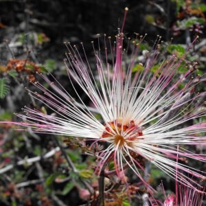 Rode pluizige bloemen van Calliandra eriophylla struik met groene bladeren.