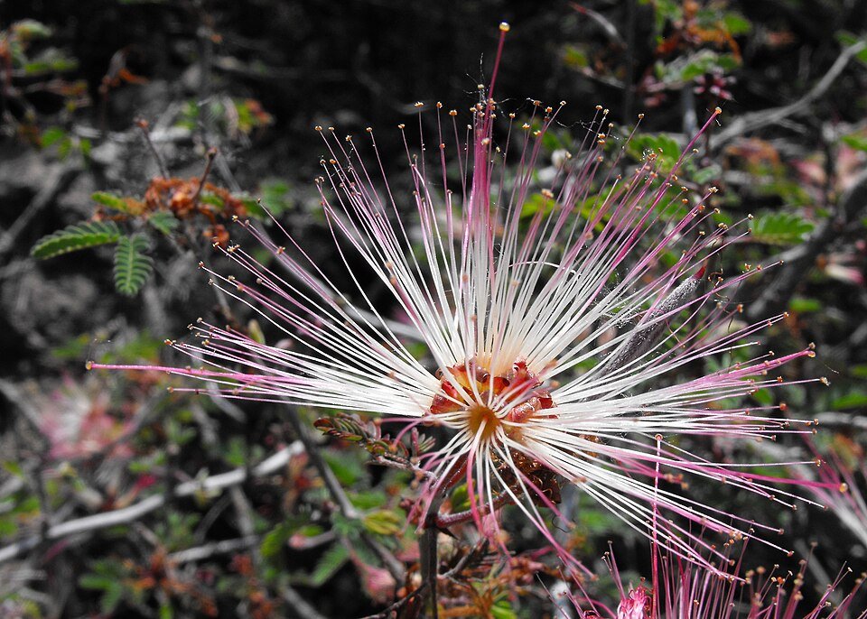 Rode pluizige bloemen van Calliandra eriophylla struik met groene bladeren.