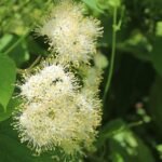 Callicarpa acuminata struik met paarse bessen op groene bladeren.