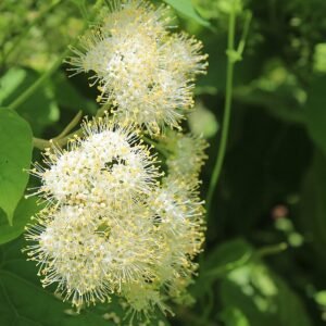 Callicarpa acuminata struik met paarse bessen op groene bladeren.