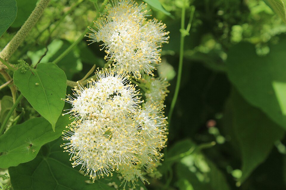 Callicarpa acuminata struik met paarse bessen op groene bladeren.