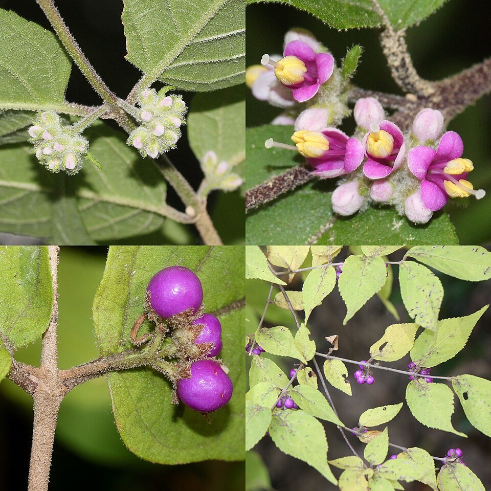 Callicarpa mollis bloemen en bladeren in close-up.