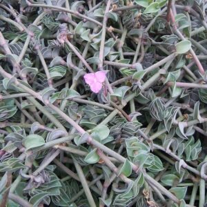 Callisia navicularis met groene bladeren en ovale vormen in botanische setting.