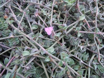 Callisia navicularis met groene bladeren en ovale vormen in botanische setting.