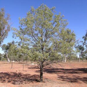 Callitris columellaris boom met zilverachtige schors en groene bladeren.