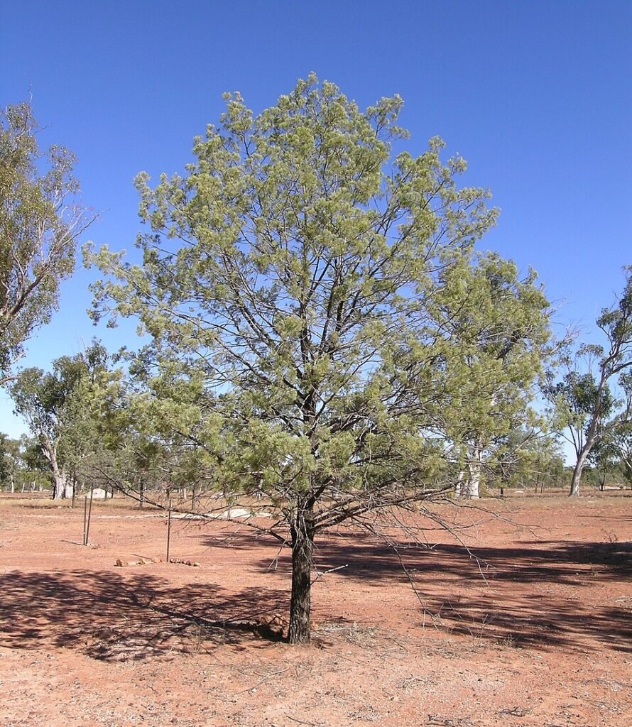 Callitris columellaris boom met zilverachtige schors en groene bladeren.