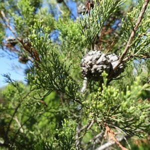 Callitris preissii boom met groen blad in Jardin Botanico de Barcelona, Spanje.