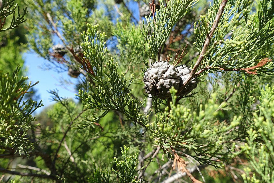 Callitris preissii boom met groen blad in Jardin Botanico de Barcelona, Spanje.