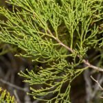 Callitris verrucosa met blauwgroene naaldachtige bladeren en schilferige schors.