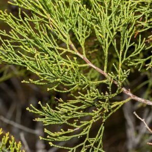 Callitris verrucosa met blauwgroene naaldachtige bladeren en schilferige schors.
