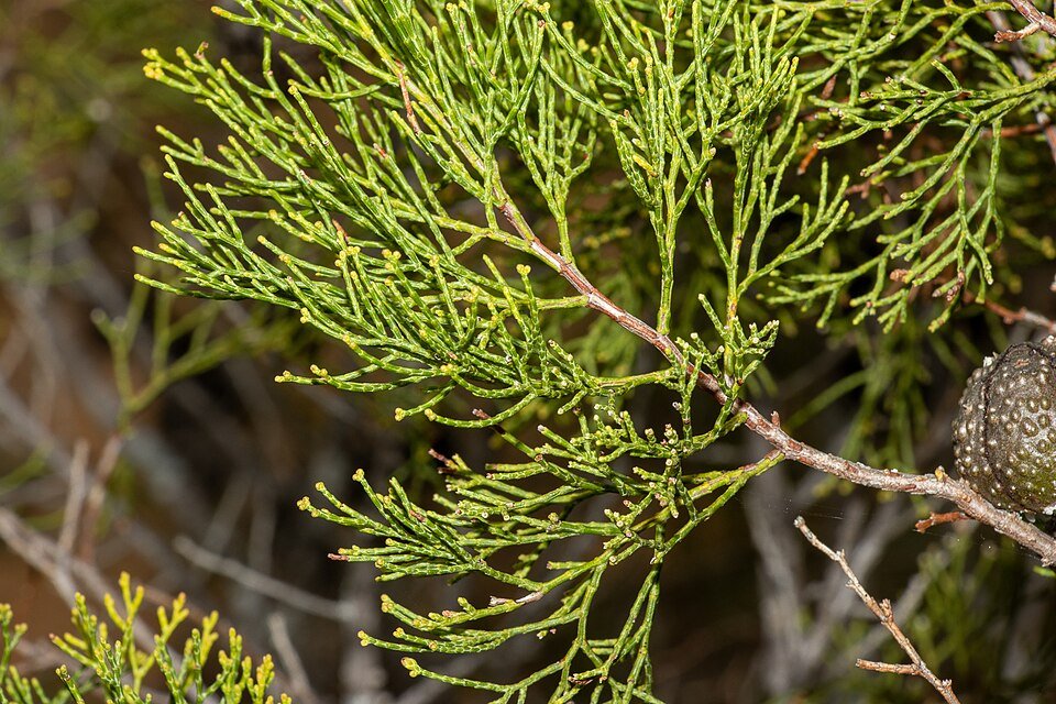 Callitris verrucosa met blauwgroene naaldachtige bladeren en schilferige schors.