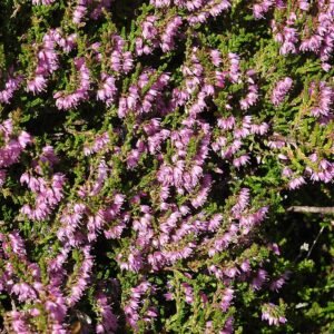 Winterharde Calluna vulgaris struikheide in bloei.