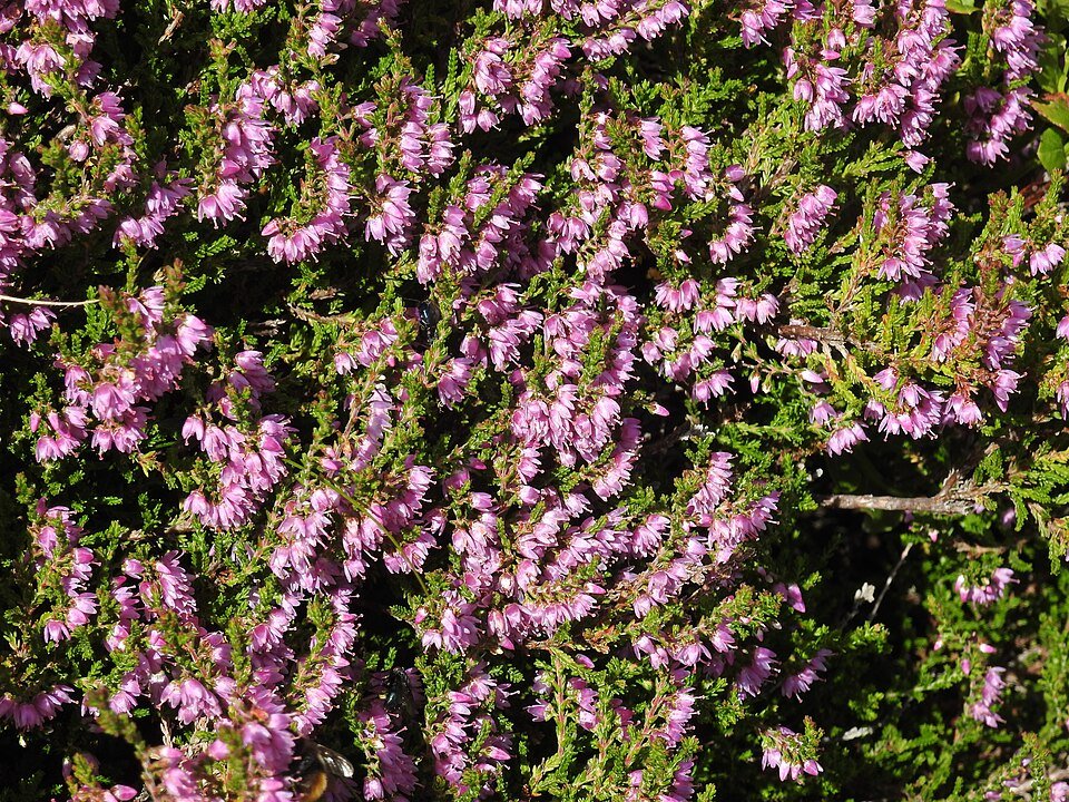 Winterharde Calluna vulgaris struikheide in bloei.
